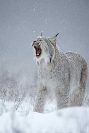 A lynx stands in a snowy field, captured in a portrait shot. The animal's mouth is open, possibly yawning or vocalizing. The scene is dominated by white and gray tones, showcasing a natural environment. This image could be used for various commercial or editorial applications.の素材