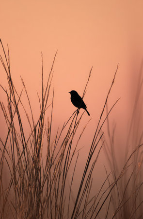 A small bird silhouette perches atop tall grass against a warm-toned sky. The image showcases natural textures and soft lighting. This visual composition could be used for various projects requiring evocative nature imagery. It's suitable for both editorial and commercial purposes.の素材