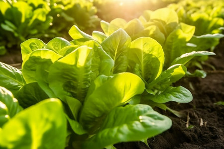 Lettuce Field as Background Generative AIの素材