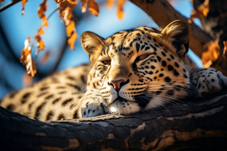 Serenity in the Wild Amur Leopard Resting on Tree in Natural Habitatの素材