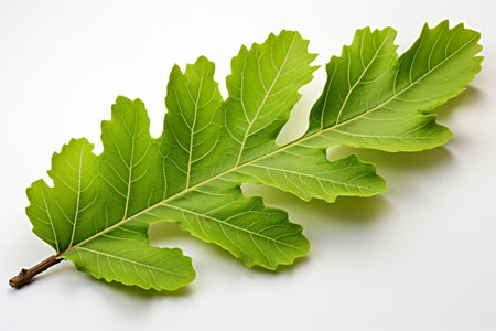 English Oak Leaf Nature Foliage White Backgroundの素材