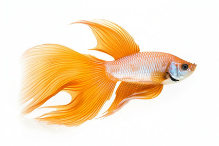 Orange Betta Fish white Backgroundの素材