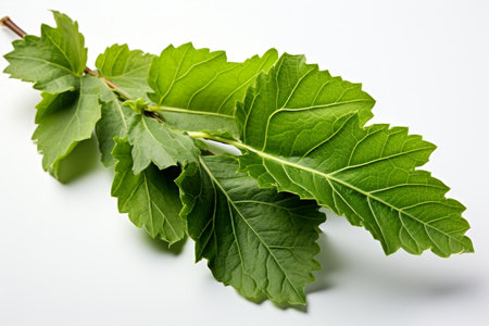 English Oak Leaf Nature Foliage White Backgroundの素材