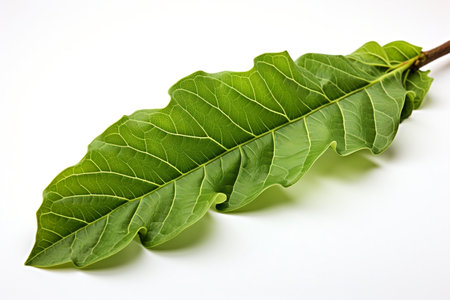 English Oak Leaf Nature Foliage White Backgroundの素材