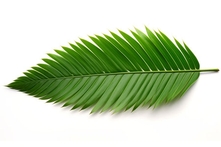 English Oak Leaf Nature Foliage White Backgroundの素材