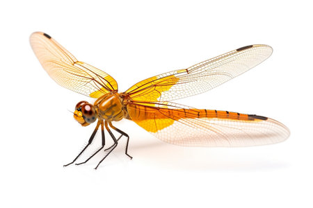 Orange Dragonfly side View Isolated on white Backgroundの素材