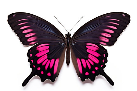 Top View of Black Pink Butterfly white Backgroundの素材