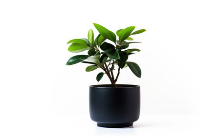 Elegant Decor Houseplant Flourishing in a Sleek Black Container Isolated on a White Backgroundの素材