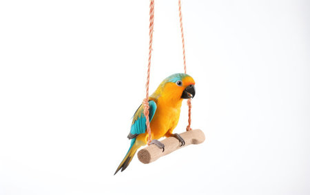 Stunning Bird Swing Toy Isolated on White Backgroundの素材