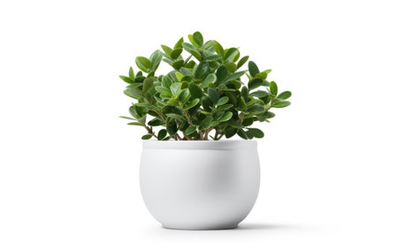 Sturdy Elegance Fiberglass Planter on White or PNG Transparent Backgroundの素材
