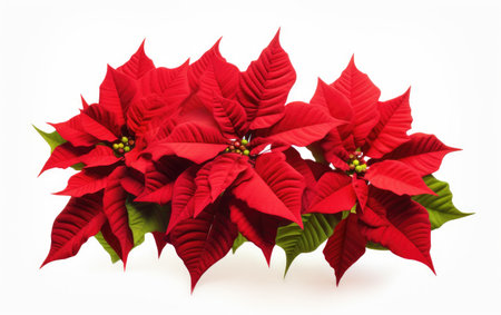 Red Petals on White or PNG Transparent Backgroundの素材