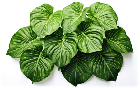 Gorgeous Greeny Elephant Ear Plant Isolated on White Backgroundの素材