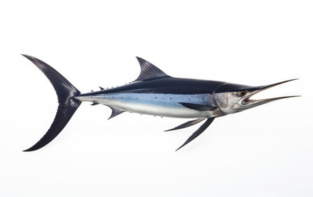 Black Marlin Mighty Oceanic Predators Isolated on White Backgroundの素材