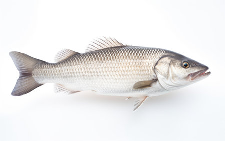 Barramundi Fish Aquatic Predators Isolated on White Backgroundの素材