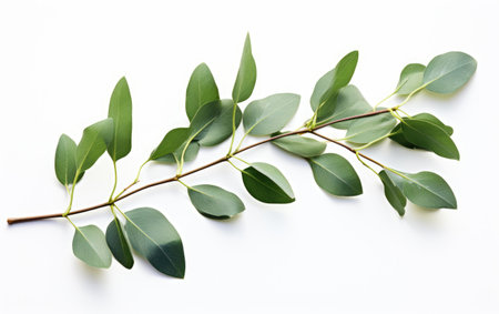 Eucalyptus Branch Aromatic Symbol of Freshness on a White or Clear Surface PNG Transparent Backgroundの素材