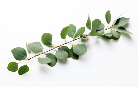 Serene Eucalyptus Aromatic Botanical Blessing on a White or Clear Surface PNG Transparent Backgroundの素材