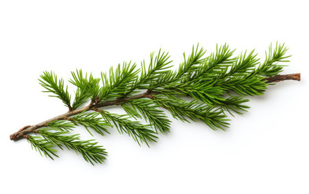 Evergreen Haven Serene Fir Branches on a White or Clear Surface PNG Transparent Backgroundの素材