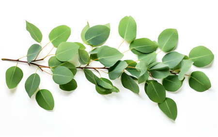 Refreshing Scents Eucalyptus Healing Aromas on a White or Clear Surface PNG Transparent Backgroundの素材