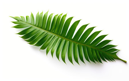 Flourishing Palms Exotic Leafy Greenery on a White or Clear Surface PNG Transparent Backgroundの素材