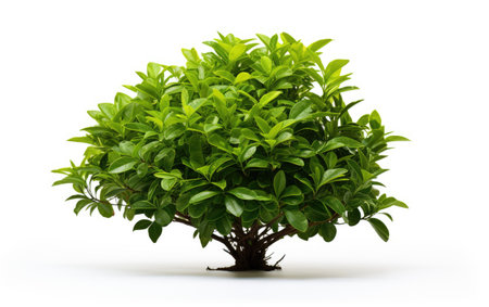 Verdant Shrub Lush Green Foliage on a White or Clear Surface PNG Transparent Backgroundの素材