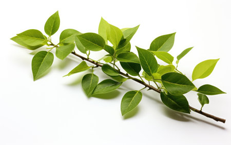 Vibrant Greenery Verdant Plant Leaves on a White or Clear Surface PNG Transparent Backgroundの素材