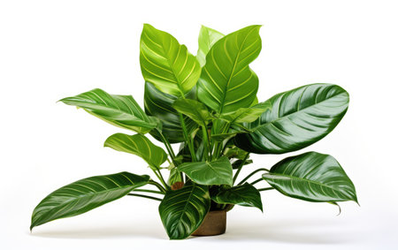 Large Leaf Houseplant Verdant Beauty on a White or Clear Surface PNG Transparent Backgroundの素材
