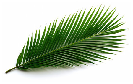Tropical Frond Palm Tree Leaf on a White or Clear Surface PNG Transparent Backgroundの素材