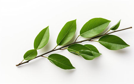 Ornate Foliage Green Leaf Adornment on a White or Clear Surface PNG Transparent Backgroundの素材
