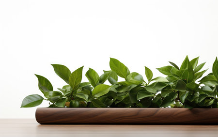Foliage Symphony Elegant Green Arrangement on a White or Clear Surface PNG Transparent Backgroundの素材