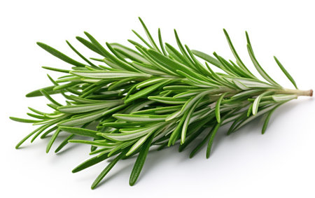 Green Rosemary Leaves Aromatic Herb on a White or Clear Surface PNG Transparent Backgroundの素材