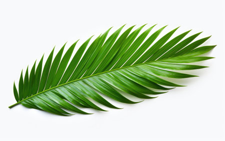 Lush Greenery Tropical Palm Leaves on a White or Clear Surface PNG Transparent Backgroundの素材