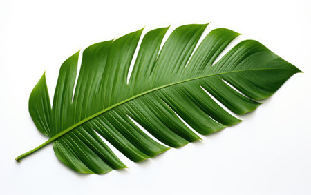 Tropical Oasis Vibrant Palm Leaf on a White or Clear Surface PNG Transparent Backgroundの素材