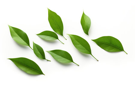 Sheared Foliage Cut Leaves Chronicle on a White or Clear Surface PNG Transparent Backgroundの素材