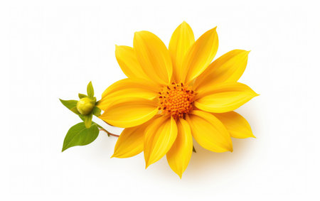 Radiant Spring Bloom Fresh Yellow on a White or Clear Surface PNG Transparent Backgroundの素材