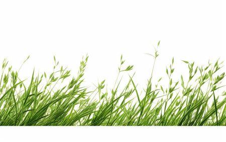 Natural Blend Grasses Entwined Among Branches on a White or Clear Surface PNG Transparent Backgroundの素材