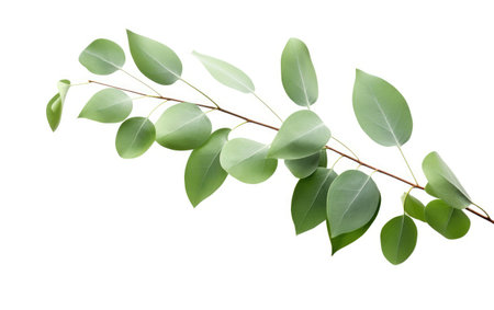 Green Aroma Eucalyptus Foliage Charm on a White or Clear Surface PNG Transparent Backgroundの素材