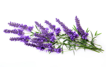 Lavender Blooms Fragrant Natures Beauty on a White or Clear Surface PNG Transparent Backgroundの素材