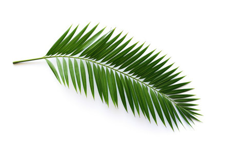 Exotic Greenery Palm Leaf Paradise on a White or Clear Surface PNG Transparent Backgroundの素材