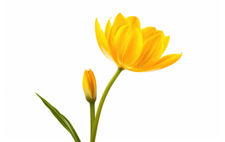 Yellow Blossom Fresh Spring Flourish on a White or Clear Surface PNG Transparent Backgroundの素材