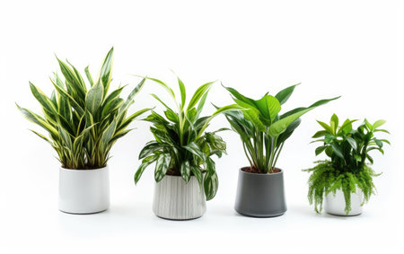 Foliage Display House Plants Assortment on a White or Clear Surface PNG Transparent Backgroundの素材