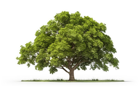Beauty in Real Green Trees on a White or Clear Surface PNG Transparent Backgroundの素材