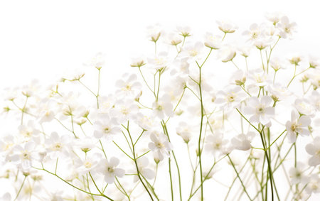 Detailed Florals White Gypsophila Close Up on a White or Clear Surface PNG Transparent Backgroundの素材