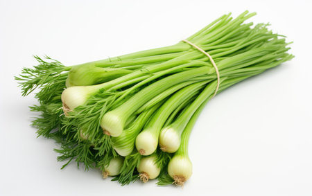 Collection of Bound Green Onion Bunch on White or PNG Transparent Backgroundの素材