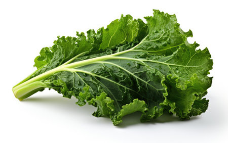 Green Color Delicious Kale Leaf on White or PNG Transparent Backgroundの素材