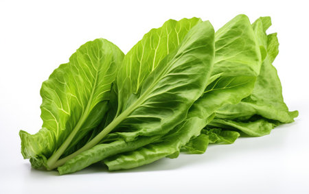 Green Color Tasty Lettuce Leaf on White or PNG Transparent Backgroundの素材
