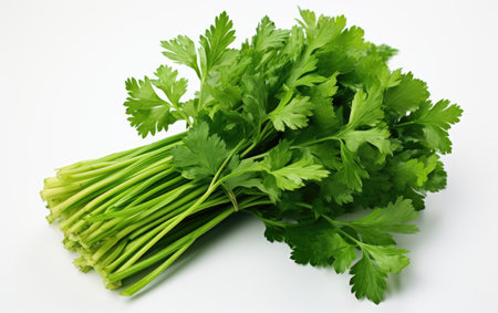 Green Color Parsley Bunch on White or PNG Transparent BackgroundMarvelous Mine Resistant Ambush Protected MRAP on White or PNG Transparent Backgroundの素材