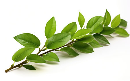 Natural Green Plant Leaves on White or PNG Transparent Background.の素材