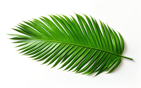 Attractive Green Palm Leaf Natural on White or PNG Transparent Background.の素材