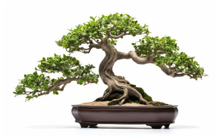 Bonsai Tree with Intricate Design for Timeless Aestheticsの素材