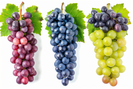 Three Bunches of Grapes With Green Leaves. Three bunches of grapes with vibrant green leaves, showcasing the fruit in different stages of ripeness. On PNG Transparent Clear Background..の素材